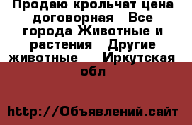 Продаю крольчат цена договорная - Все города Животные и растения » Другие животные   . Иркутская обл.